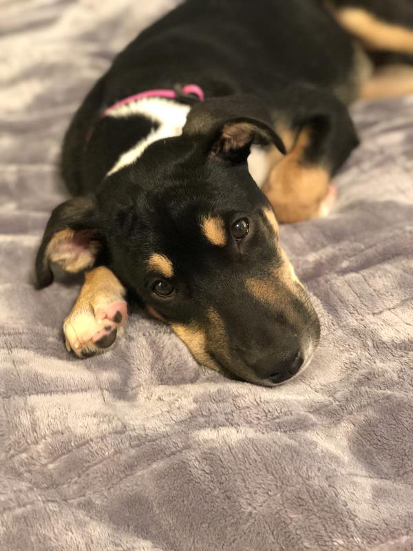 /Images/uploads/Homeward Bound Pet Rescue/HBPR_Photocontest/entries/12123thumb.jpg